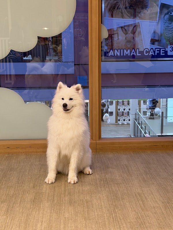 Samoyed Cafe moffu Takeshita street 3