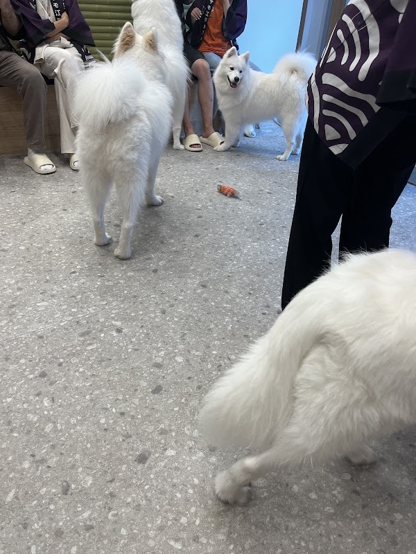 Samoyed Cafe moffu Takeshita street 2