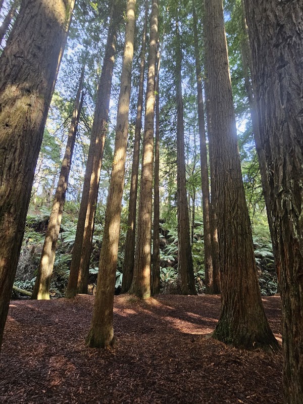 Californian Redwoods