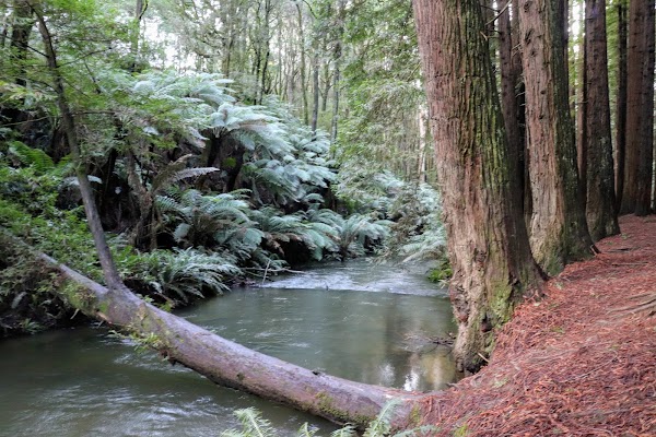 Californian Redwoods 5