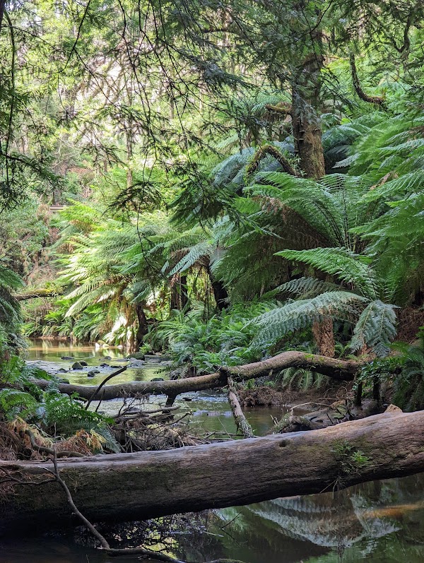 Californian Redwoods 4