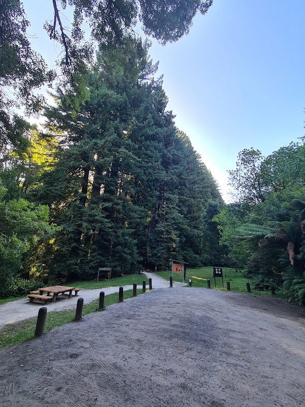 Californian Redwoods 3
