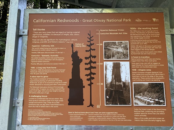 Californian Redwoods 2