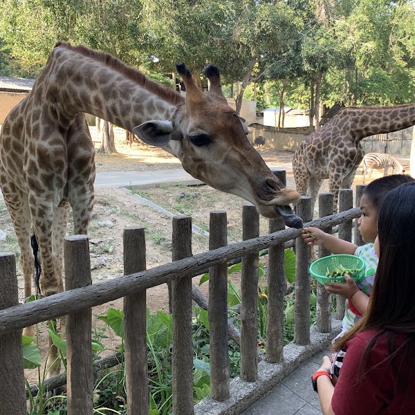 Chiang Mai Zoo 3