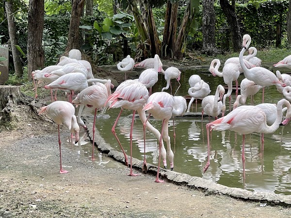 Chiang Mai Zoo 2