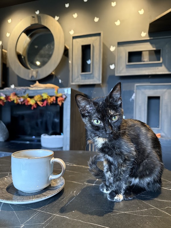 Java Whiskers Cat Café White City 4