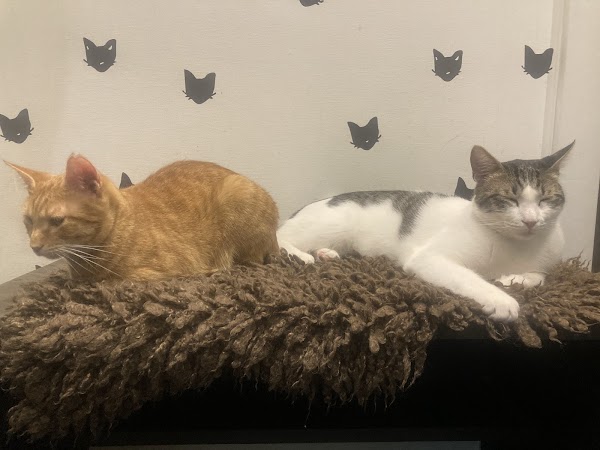 Java Whiskers Cat Café White City 3