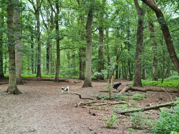 Wandelbos Groenendaal 5