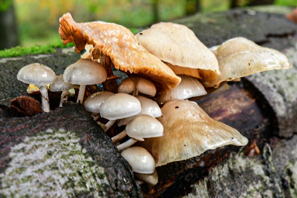 Wandelbos Groenendaal 4