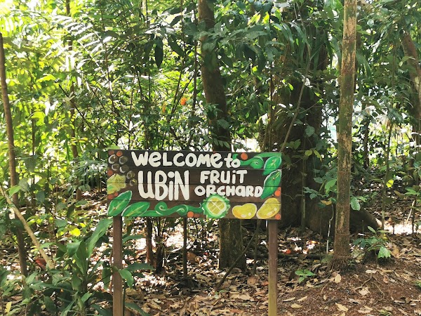 Ubin Fruit Orchard