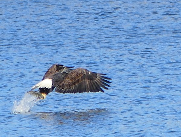 Conowingo Dam 4