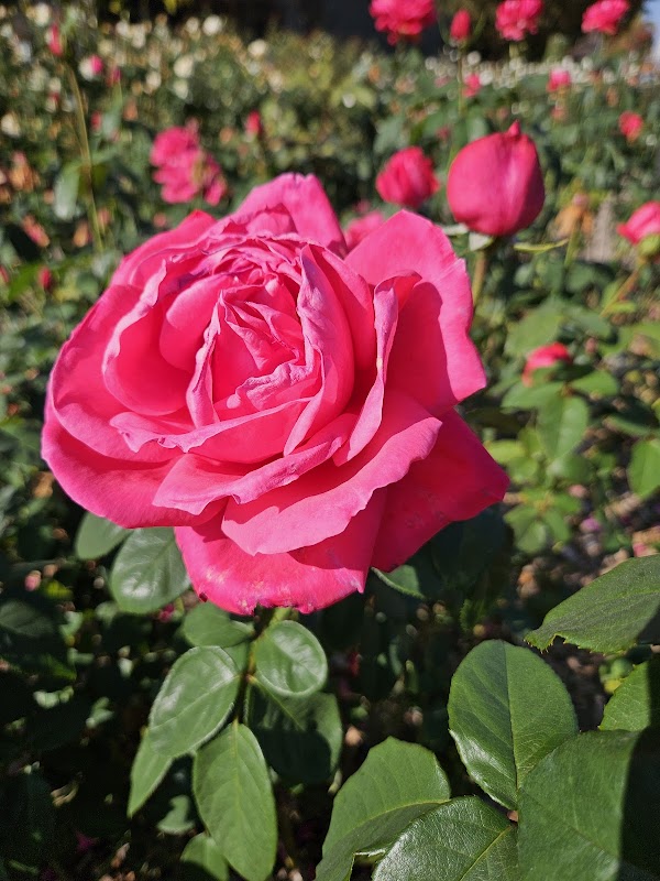 Olympic Park Rose Plaza 4