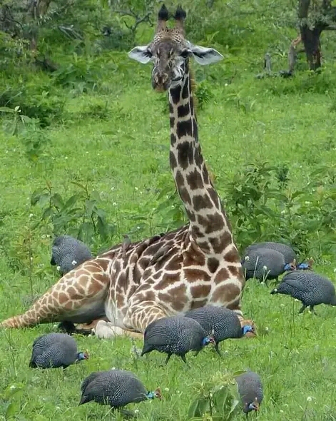 Arusha 5