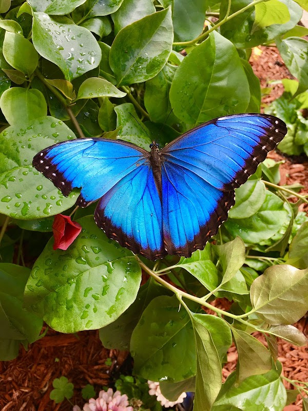 The Original Mackinac Island Butterfly House & Insect World