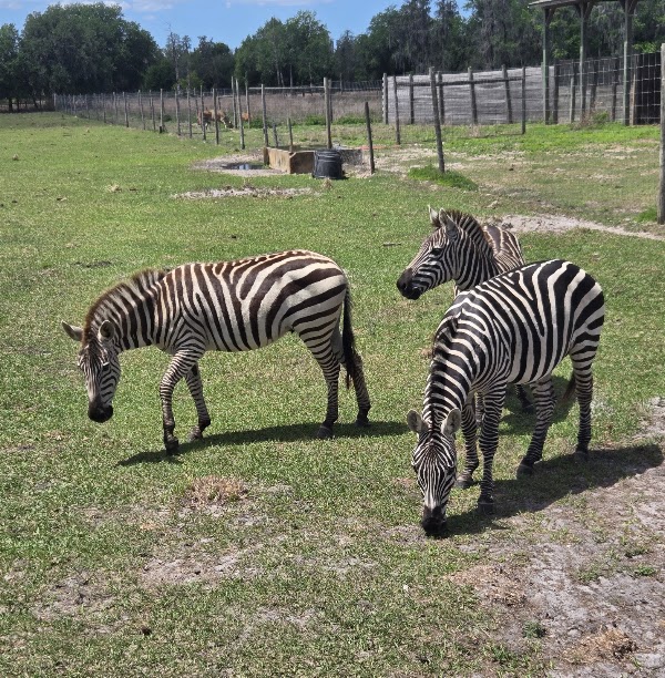 Safari Wilderness