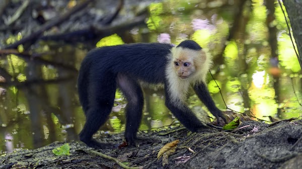 Parque Nacional Cahuita 2