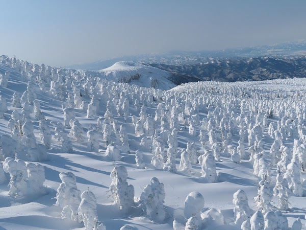 Zao Snow Monster Forest