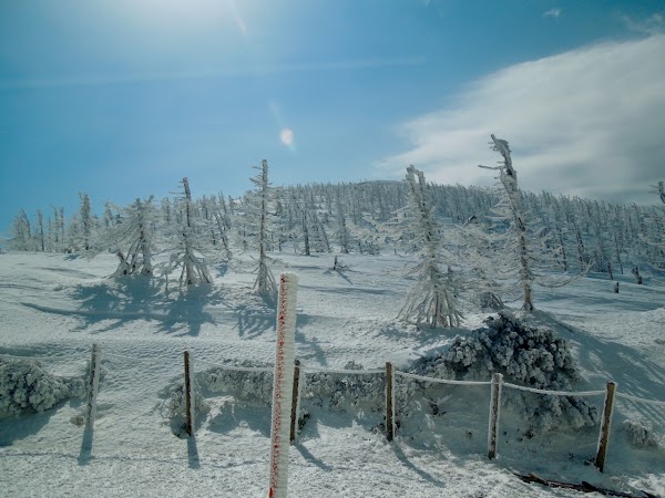 Zao Snow Monster Forest 4