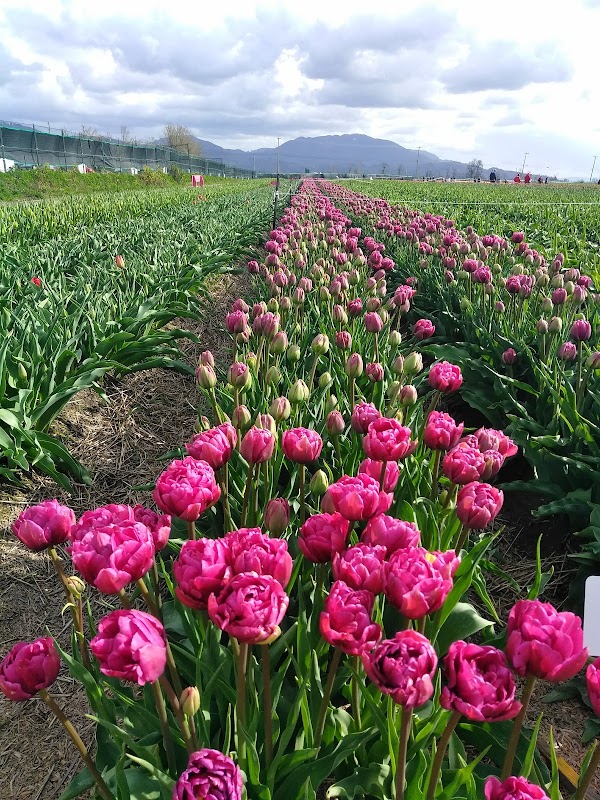 Abbotsford 5