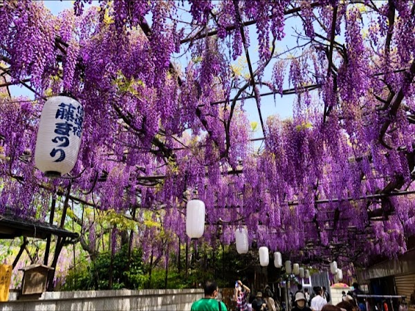 Nodafuji Wisteria 5