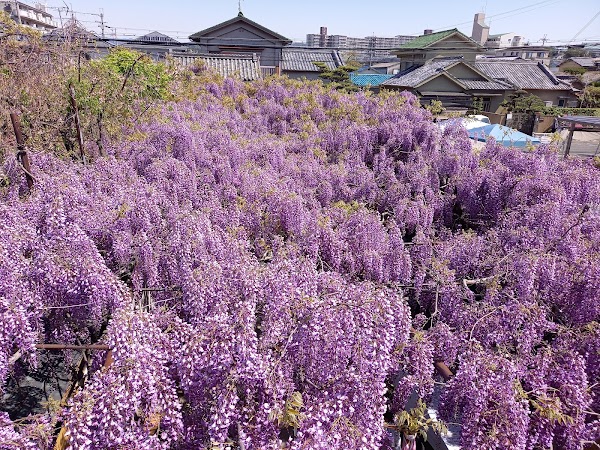 Nodafuji Wisteria 4