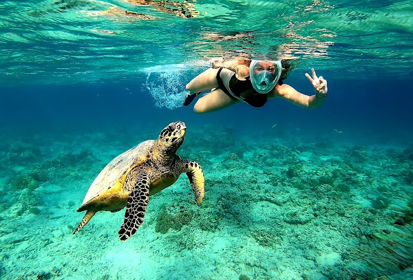 Turtle Paradise