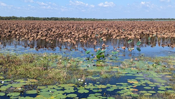 Mamukala Wetlands