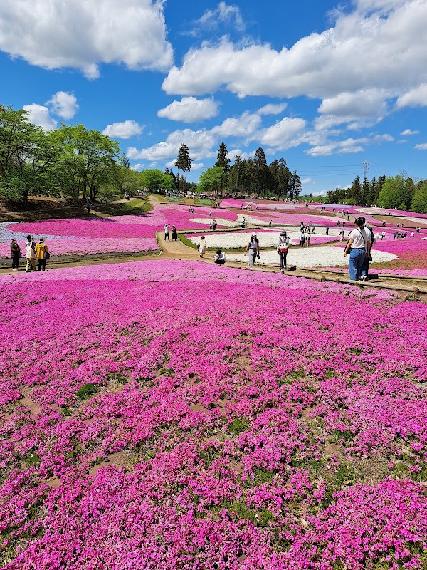 Shibazakura no Oka / Pink Moss Hill 1