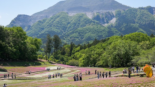 Shibazakura no Oka / Pink Moss Hill 4