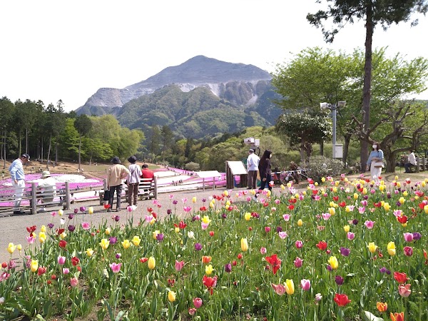 Shibazakura no Oka / Pink Moss Hill 3
