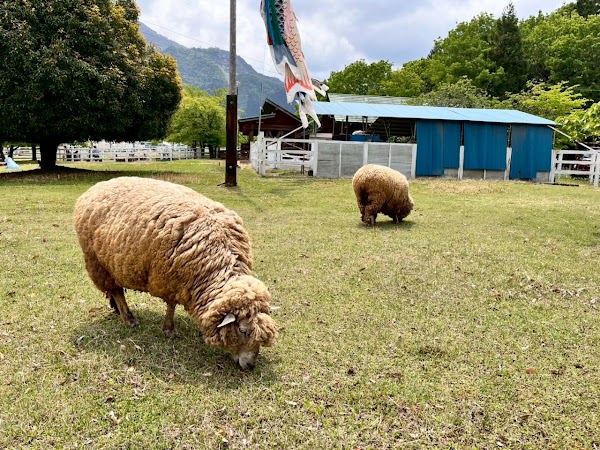 Shibazakura no Oka / Pink Moss Hill 2