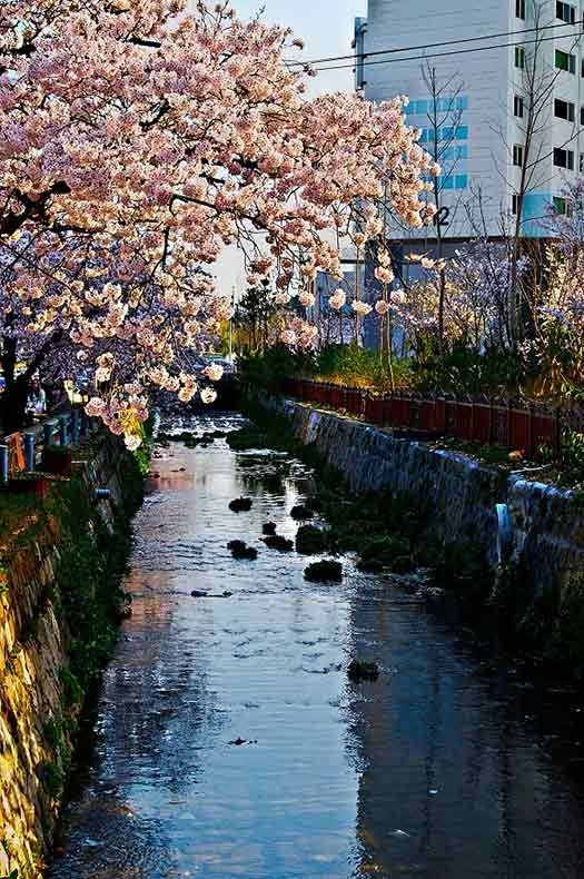 Jinhae-gu 1