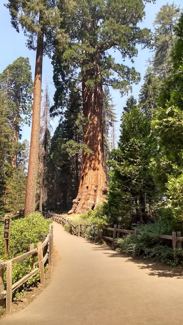 Grant Grove