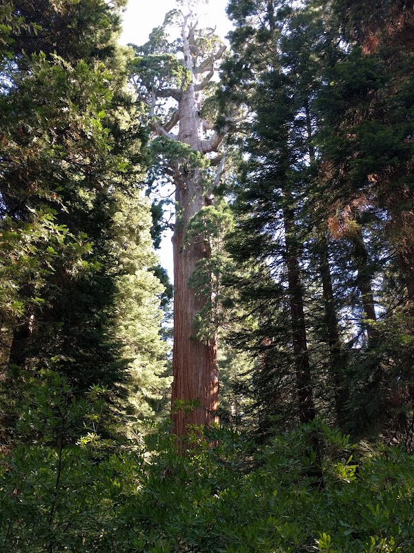 Grant Grove 5