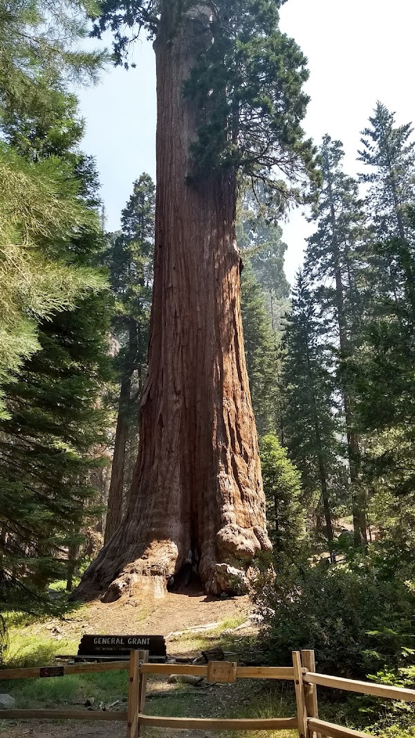 Grant Grove 4