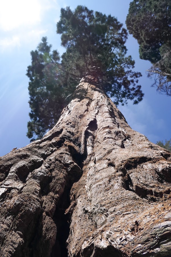 Grant Grove 3