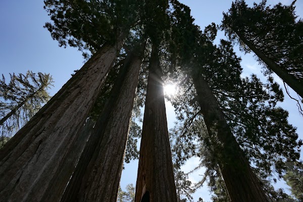 Grant Grove 2