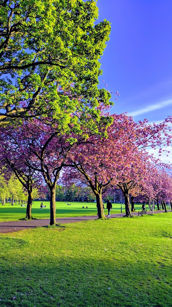 The Meadows 5