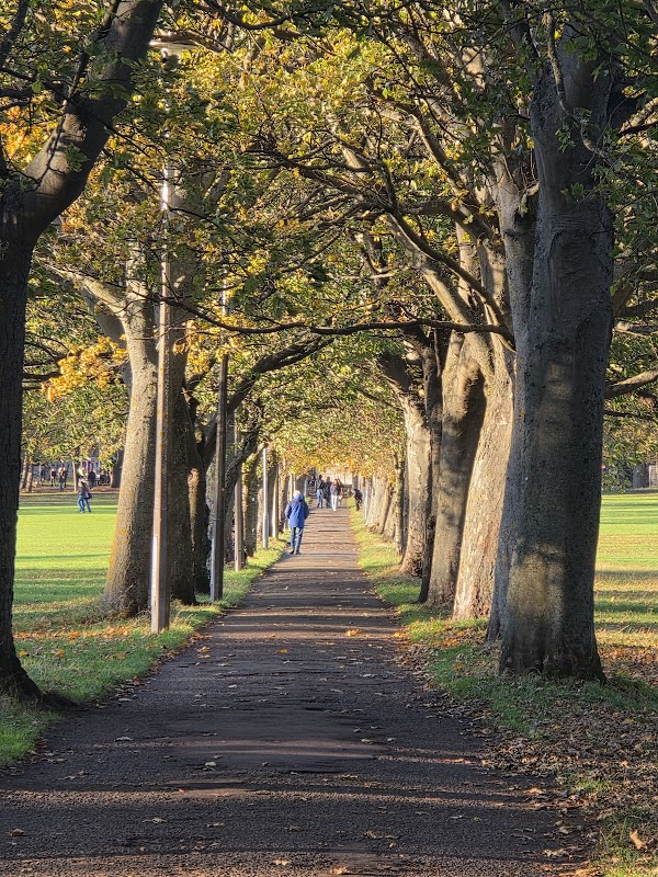 The Meadows 3