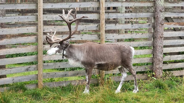 Arctic Reindeer farm 1