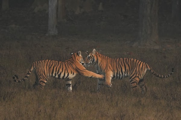 Banjaar Tola, A Taj Safari, Kanha National Park 2