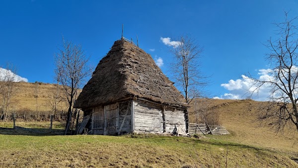 Dumești 5