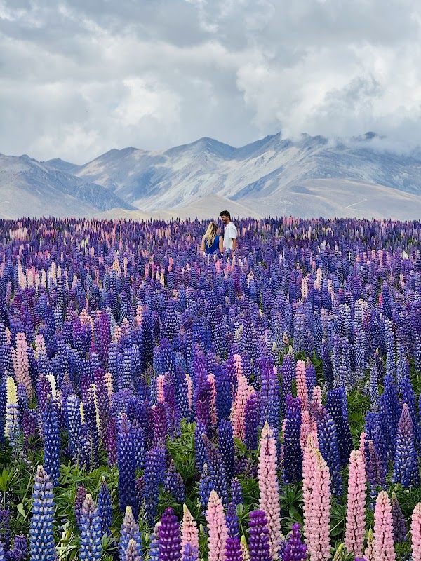 Lake Tekapo Lupin Field
