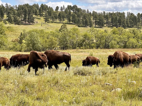 Custer State Park 5