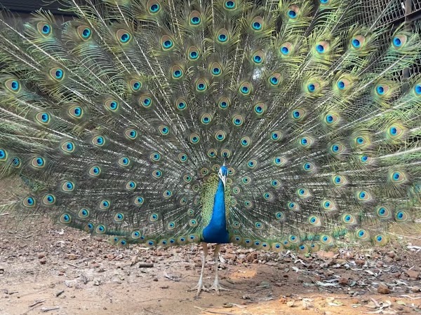 Horsley Hill Zoo 1