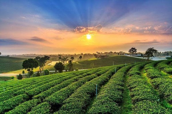 Choui Fong Tea Head Office 5