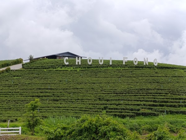 Choui Fong Tea Head Office 4