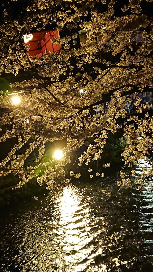 Shirakawa-dori 5