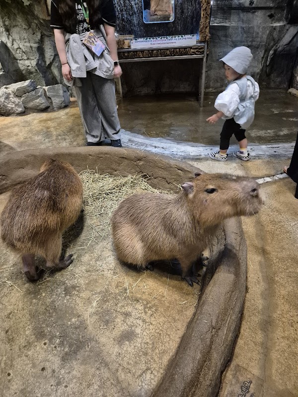 Zoolung Zoolung Hanam 3