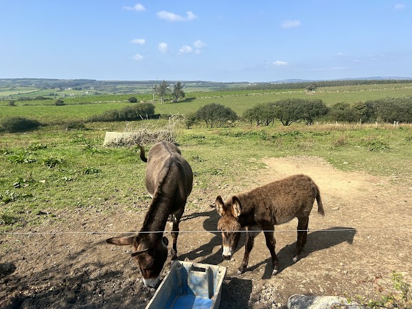 Willie Daly's Match Making Museum and Donkey Farm 1